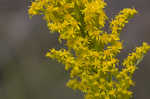 Goldenrod